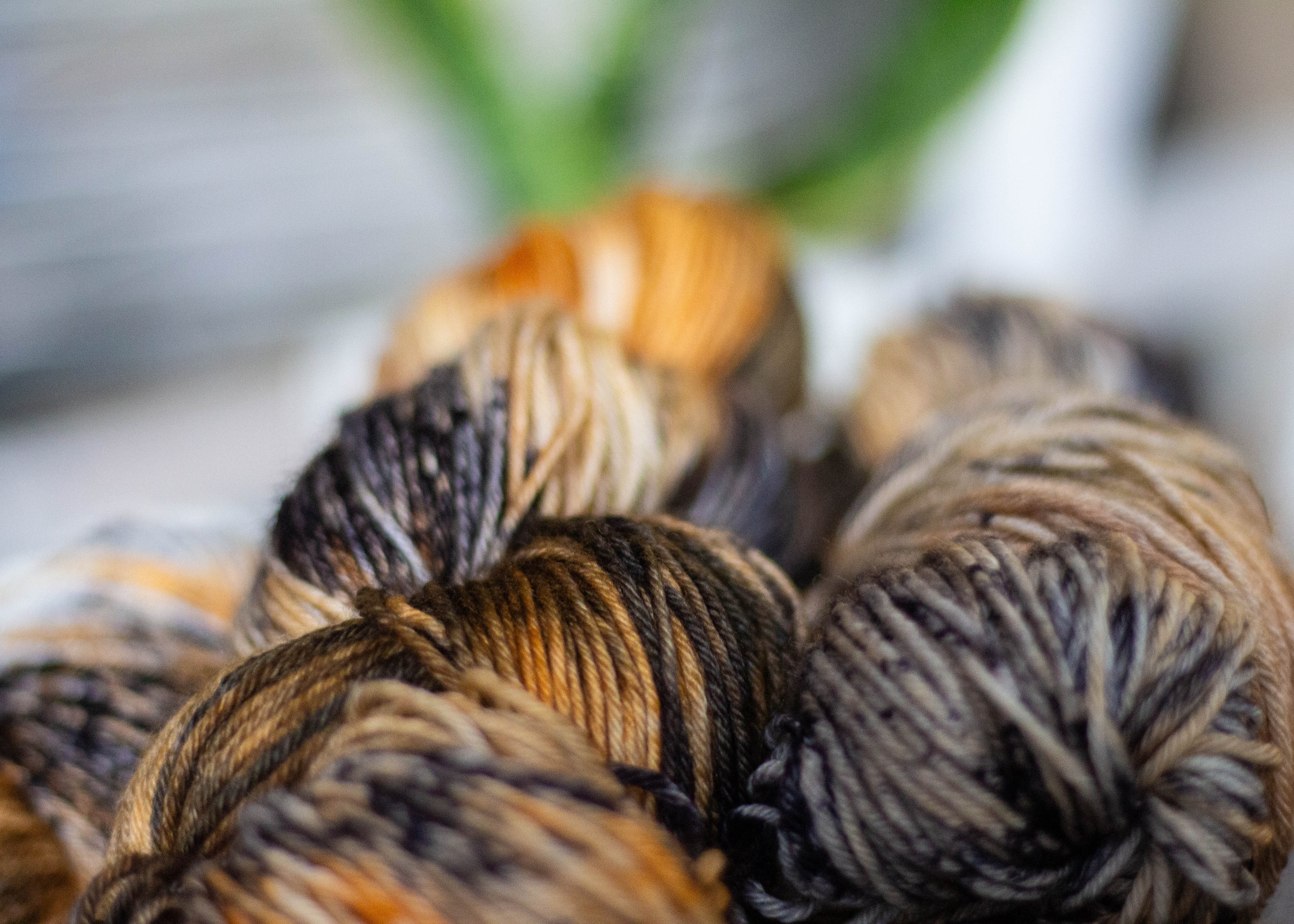 Éits'k' Harbor Seal