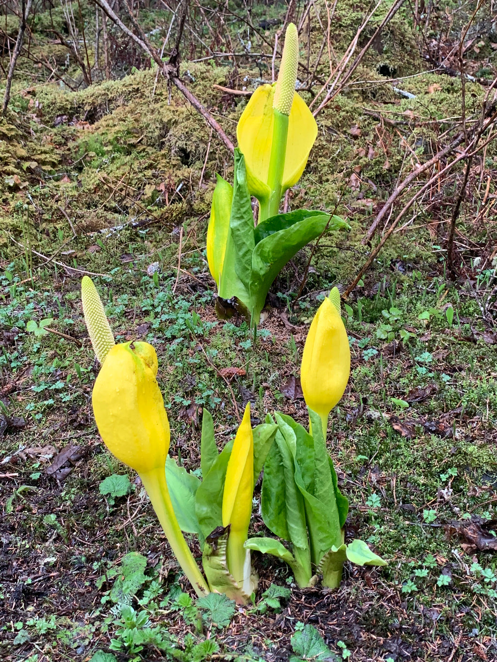 Skunk Cabbage
