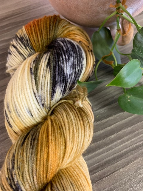 Éits'k' Harbor Seal